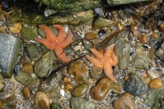 Seesterne im Flachwasser an der Küste der Bretagne