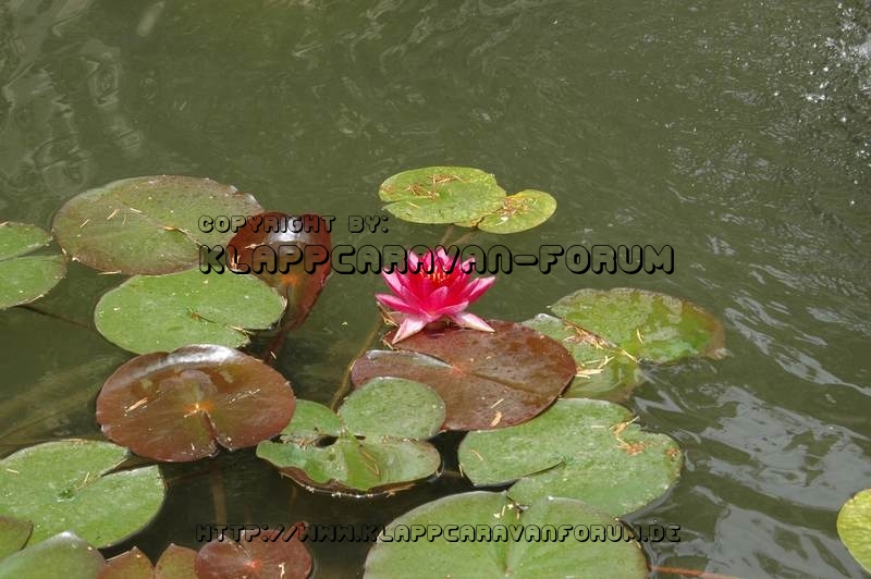 Seerose im Jardin botanic - Jardins de l'Eveché - Limoges - Limousin