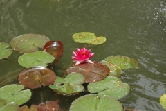 Seerose im Jardin botanic - Jardins de l'Eveché - Limoges - Limousin