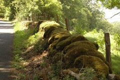 Steine mit Moos - bei St.-Côme d'Olt - Aveyron