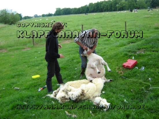 Unsere Schafe gingen vorige Woche aus die Jacke