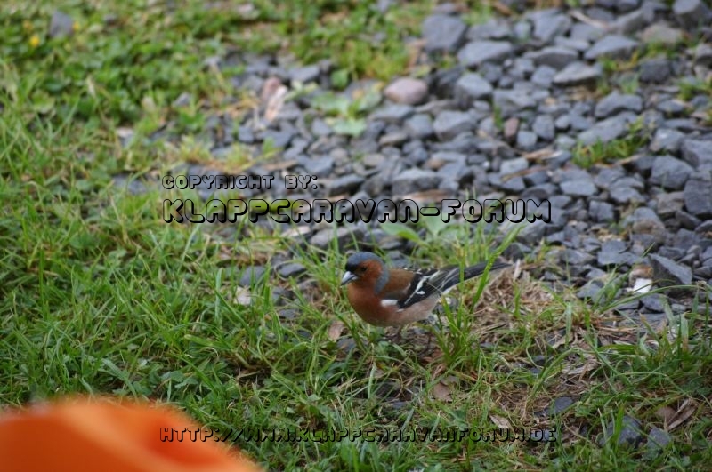 Dransfeld2012 (73)