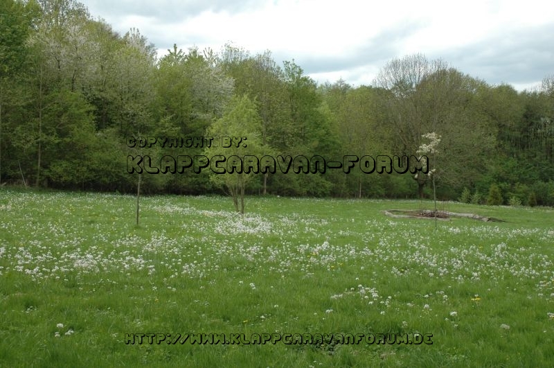 Wiese beim CP